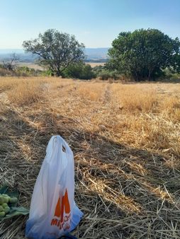 Satılık Tarla Deniz Manzaralı Çeşitli Meyva Ağaçları Olan Yerimiz Satılıktır