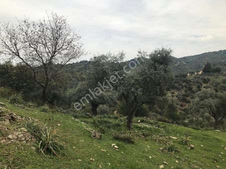Aydın Koçarlı Satılık Zeytinlik
