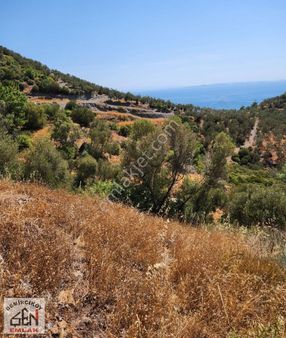 Ahmetçe Köyünde Deniz Manzaralı Yolu Olan Yatırımlık Zeytinlik