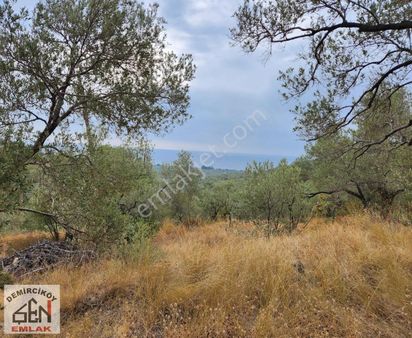 Şen Emlaktan Ahmetçe Sahilinde Satılık Zeytinlik