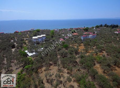 Şen Emlak' Tan Ahmetçe Köyü İskelesinde Satılık Zeytinlik