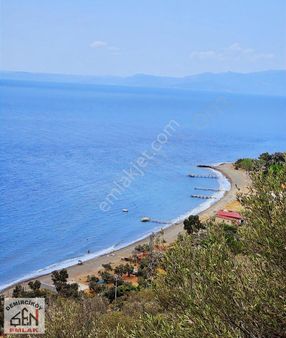 Ahmetçe Sahilinde Deniz Manzaralı Zeytinlik