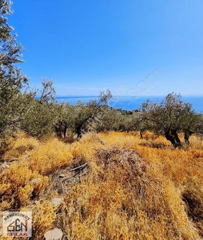 Sazlı Köyünde Deniz Ve Doğa Manzaralı Yolu Olan Zeytinlik