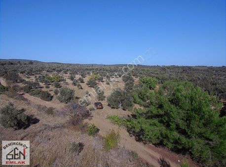 Ezine Pazarköyde Köye 600 Mt Uzaklıkta 11 Dönüm Zeytinlik