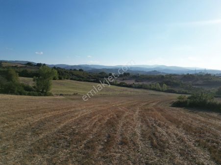 Yalova Altınova Fevziye Satlık 52 Dönüm Köy İçi Tarla