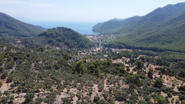 Köyceğiz Ekincik Mah 3 Dönüm Satılık Deniz Manzaralı Zeytinlik