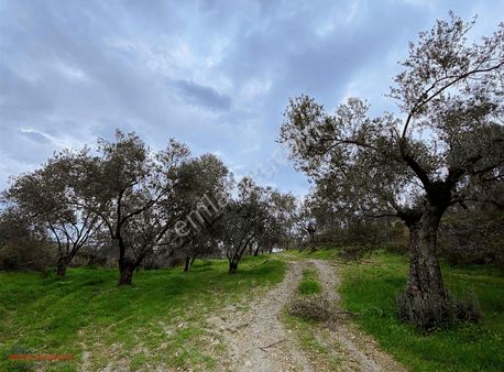 Er Yapı Emlak'tan Burhaniye Şarköy'de Yol,dere Kenarı Tek Tapu