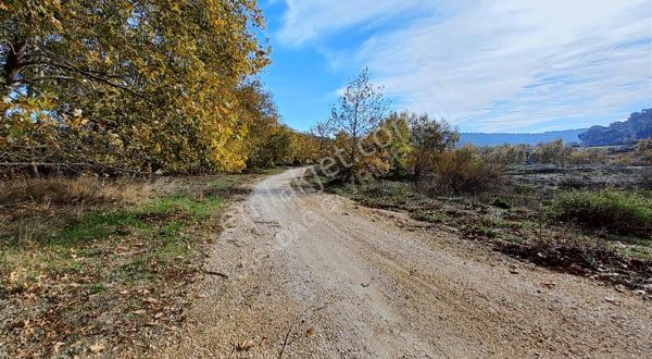 Ezine Derbent Başı Köyünde Kadastral Yola Cepheli Satılık Tarla