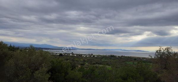 Çandarlı Yolu Üzeri Mavikent Yanı Full Deniz Manzaralı 8.5 Dönüm Zeytinlik