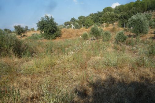 İzmir Torbalı Gold Emlaktan Satılık Tarla