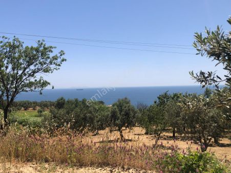 Şarköyde Işık Emlaktan Aşağıkalamış Mah De 1862 M2 Zeytinlik