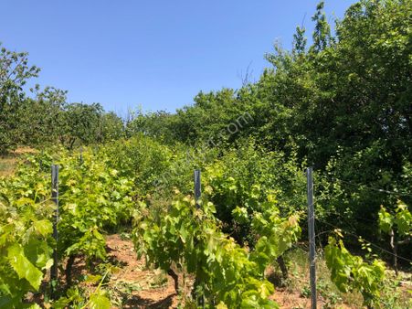 Şarköy De Işık Emlaktan Çınarlı Mah De 700 M2 Bağ