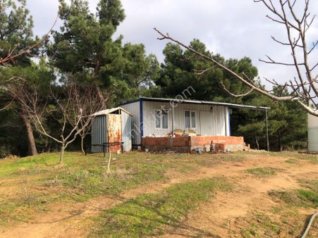 Şarköy De Işık Emlaktan Çenğelli Mah De 6900 M2 Cevizlik