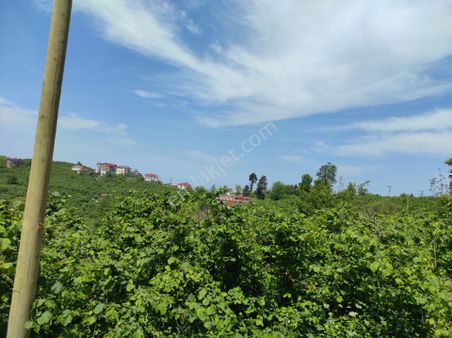 Keşap Fındıklı Mahallesinde Sahile 2km 3 Dönüm Yatırımlık Fırsat Fındık Bahçesi Ve Ev Satılıyor