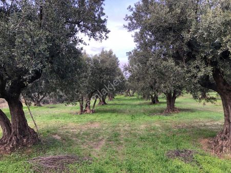 Şarköyde Işık Emlaktan Eriklice Mah De 1500 M2 Zeytinlik