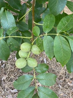 Şehre 4 Km Satılık Ceviz Bahçesi Ve Bağ Evi
