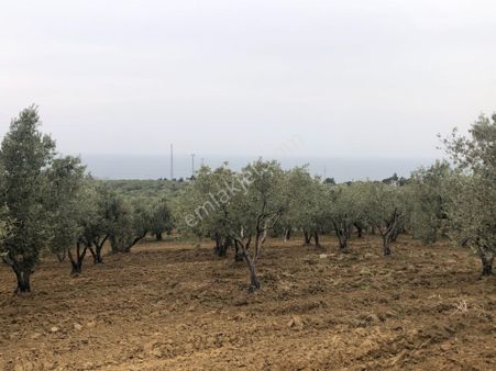 Şarköyde Işık Emlaktan Eriklice Mah De 23169 M2 M2 Zeytinlik