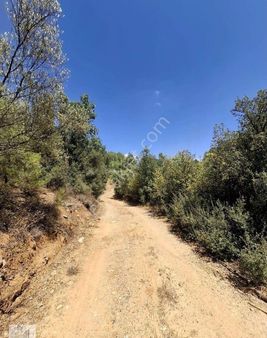 Yerkesik'te Yapı İzni Bulunan 5.205m² Zeytinlik