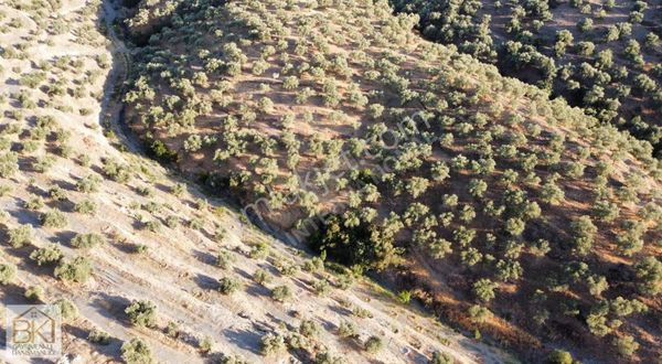 İzmir Selçuk Kınalı Köprü Mevkinde Satılık 19.459 M2 Zeytinlik