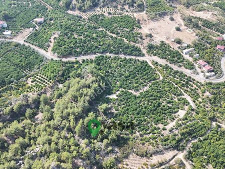 Yaşa Gyd - Yenişehir Karahacılı 27 Dönüm Satılık Limon Bahçesi