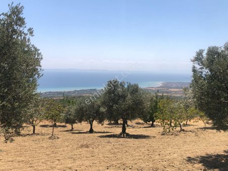 Şarköyde Işık Emlaktan Yukarıkalamış Mah De 2800 M2 Zeytinlik