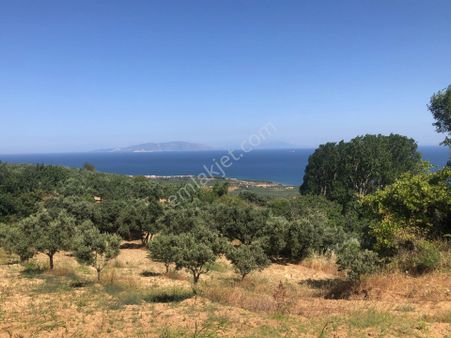 Şarköyde Işık Emlaktan Yukarıkalamış Mah De 3.337 M2 Zeytinlik