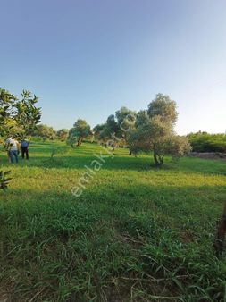 Atabey Emlaktan Satılık Zeytin Lik
