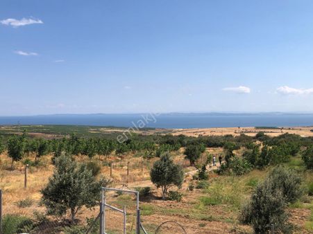 Şarköy De Işık Emlaktan Kızılcaterzi Mah De 14000 M2 Cevizlik