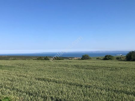 Şarköyde Işık Emlaktan Kızılcaterzi Mah De 1930 M2 Zeytinlik