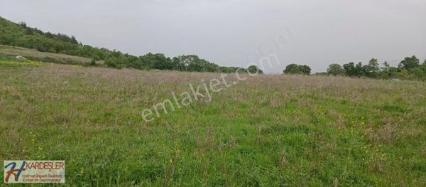 Adapazarı Hacılar Mah. Yola Cephe 10,000m2 Verimli Arazi
