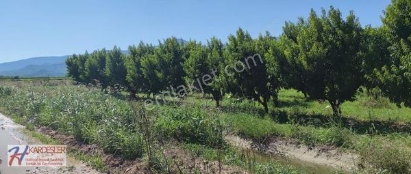 Pamukova Fevziye Mah.yatırımlık Bakımlı Verimli Şeftali Bahçesi