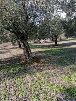 İzmir Torbalı Gold Emlaktan Satılık Harika Zeytinli Tarla