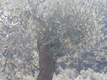 İzmir Torbalı Gold Emlaktan Bayındırda Satılık Zeytinlik