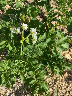 Amasya Ormanözü(pamuklu)4700m2bağ