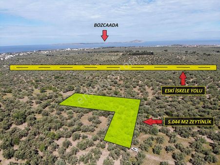 Çanakkale Ezine Geyikli'de Satılık Fırsat Zeytinlik