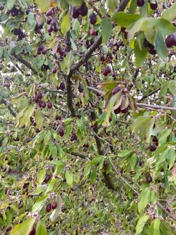 Amasya Aydınlık Köyü 1500 Metrekare Satılık Bağ Bahçe