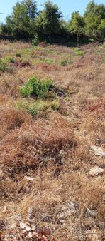 140 M2 Satılık Dümdüz Yerimiz