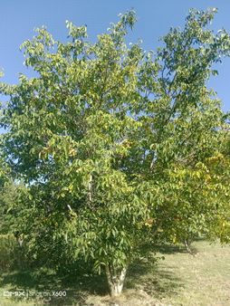 Çameli Cumaalani Ceviz Bahçesi