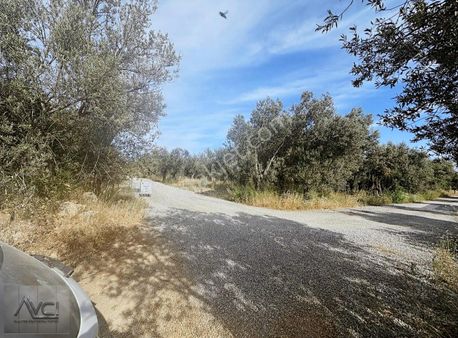 Avcı'dan Narli İmarli 4 Villalik Arsa İmarli