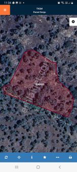 Aydın Çine Satılık Zeytinlik