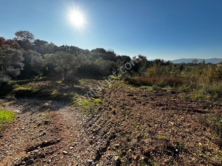 İzmir Torbalı Gold Emlaktan Satılık Zeytin Bahçesi