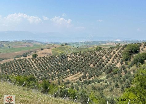 Kuzgun'da Tek Tapu Zeytin Bahçesi Çiftlik