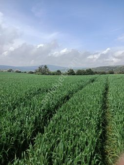 Çanakkale Gelibolu Bayırköy'de 10.000 M2 Deniz Manzaralı Tarla