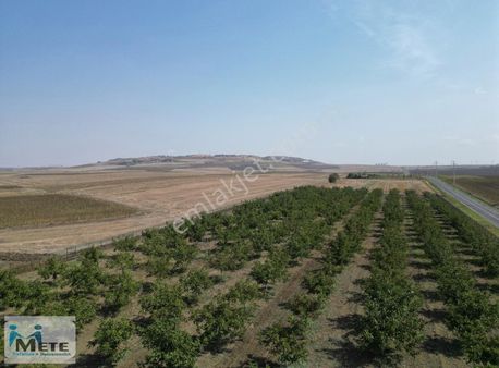 Çorlu Yenice'de Asfalt Yola Sıfır 8086 M² Satılık Cevizlik