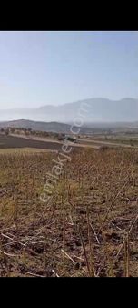 Kavak Ta Daire Takaslı Tarla