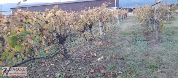 Sakarya Pamukova Fevziye Mah. Ana Yol Kenarı Telli Üzüm Bağı