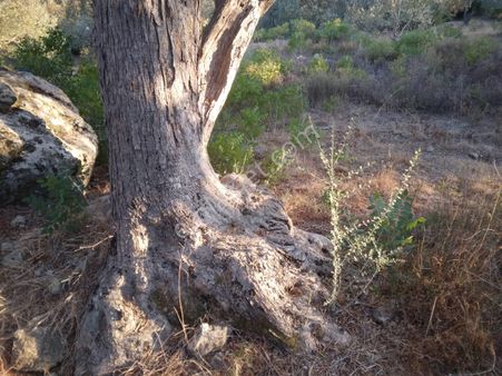 Küçükkuyu Arıklı Köyü Deniz Manzaralı Köy Yakınında