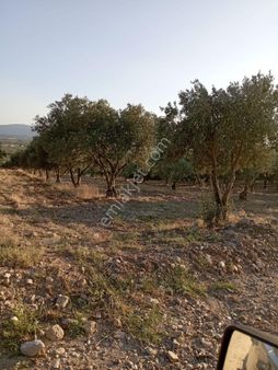 Sarıçalı Mh.de 1866 M2 Satılık Zeytinlik