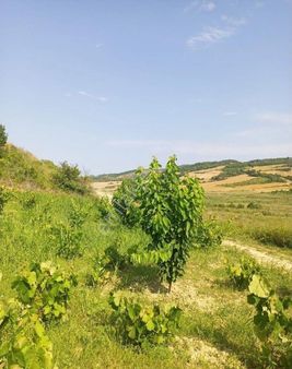 Tekirdağ Süleymanpaşa Yeniköy Mahallesi'nde 3825m2 Satılık Bağ Yeri