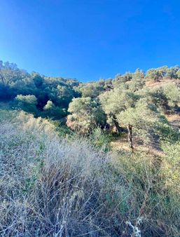 Akay Gayrimenkulden İsabeyli Mahallesinde Zeytinlik